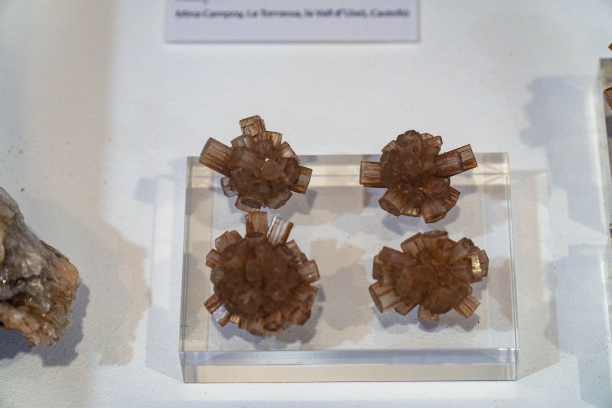 Музей естественных наук