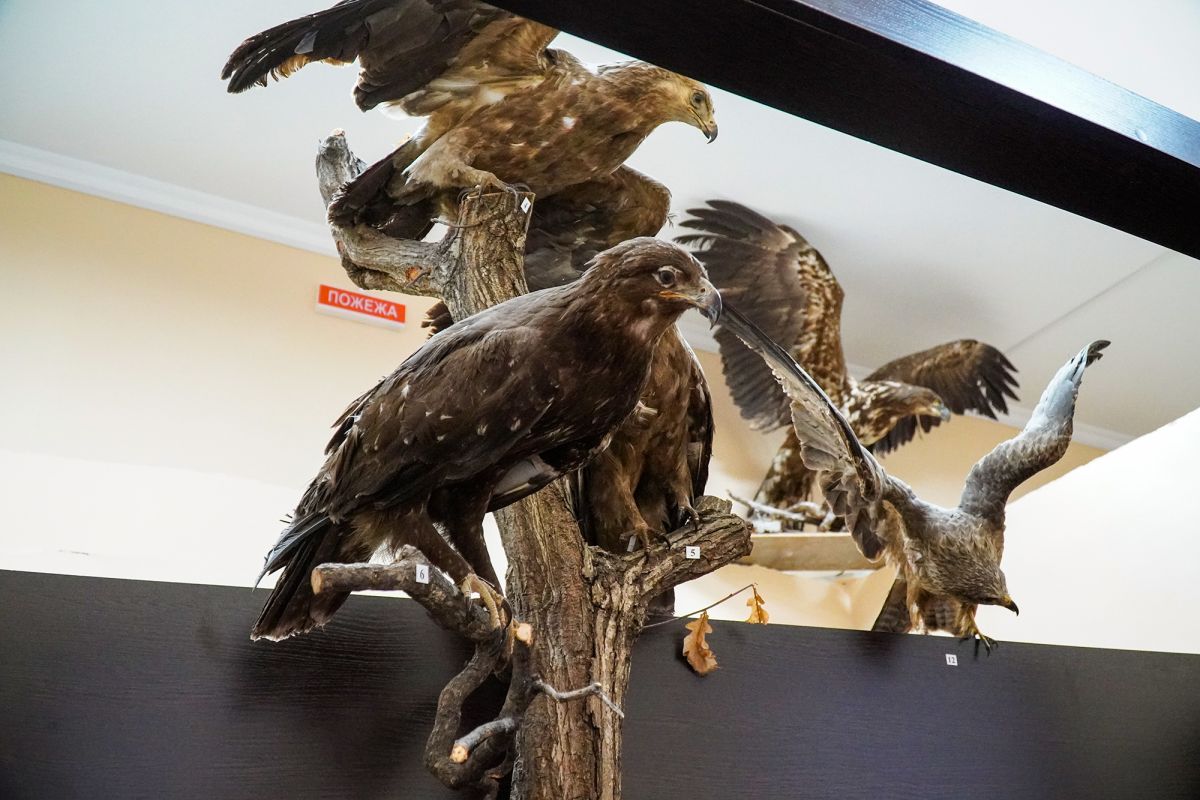 Житомирский музей природы