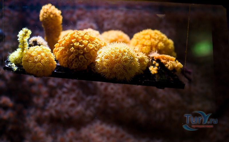 Морской дом