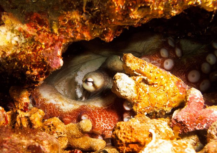 Поинт Гуигнард & Поинт Ронде и Кратеры (Pointe Guignard & Pointe Ronde and Craters)