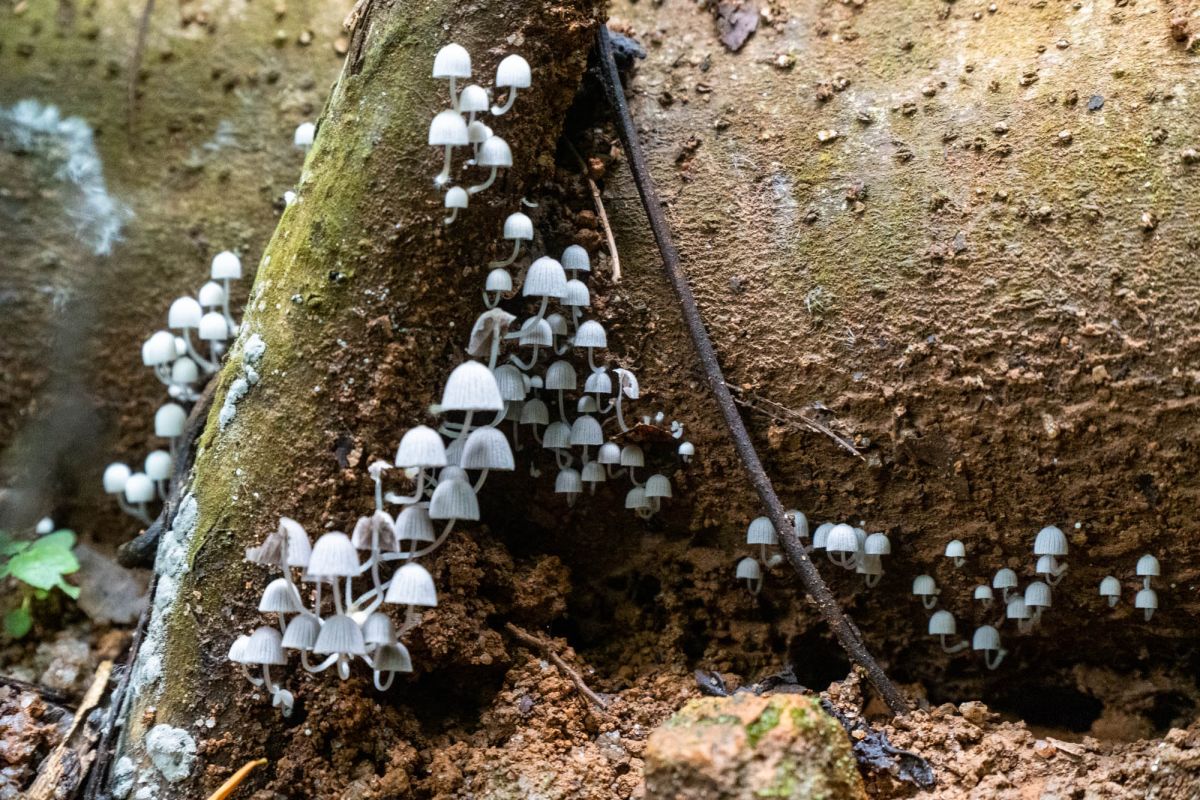 Салази Трейл