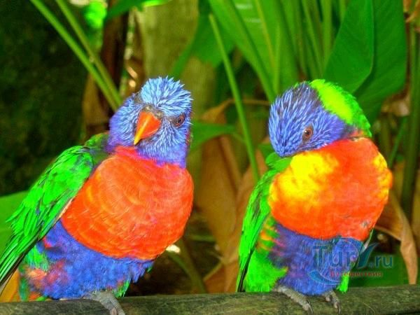 Ботанический сад Деше