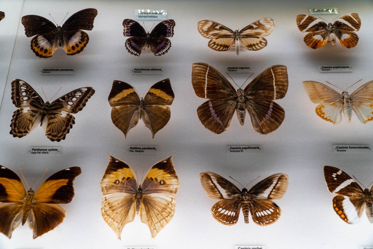 Музей естественной истории Вроцлавского университета