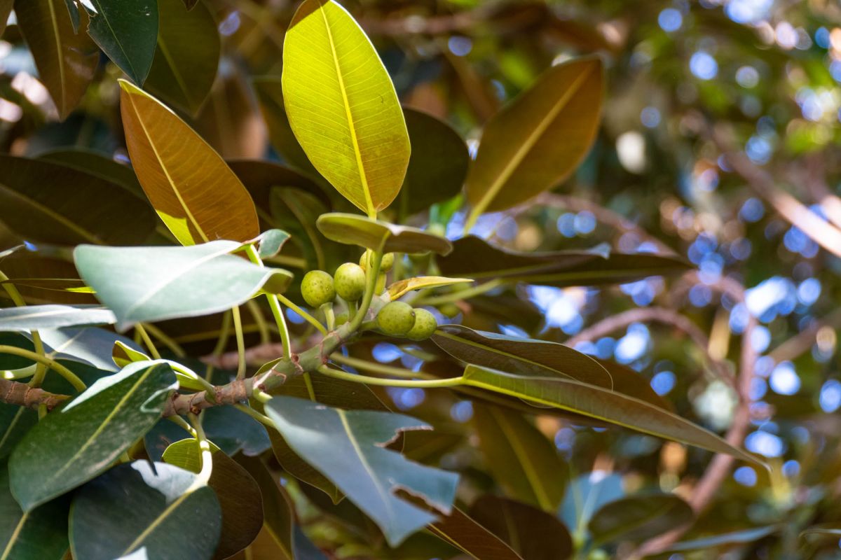 Фикус Абре Монументал