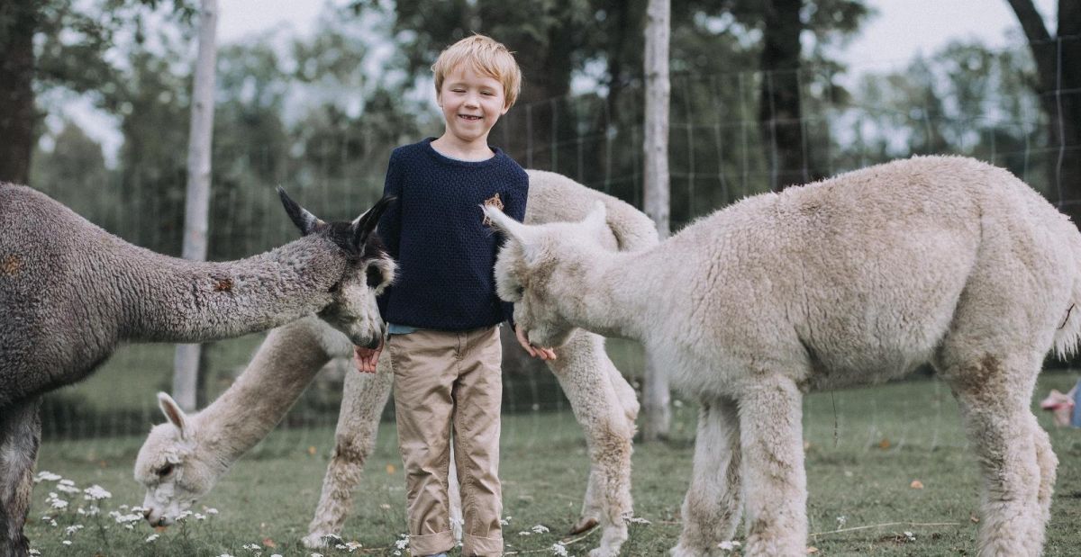 Ферма по выращиванию альпак Wile