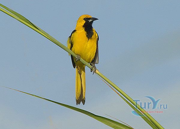 Наблюдение за птицами в Белизе