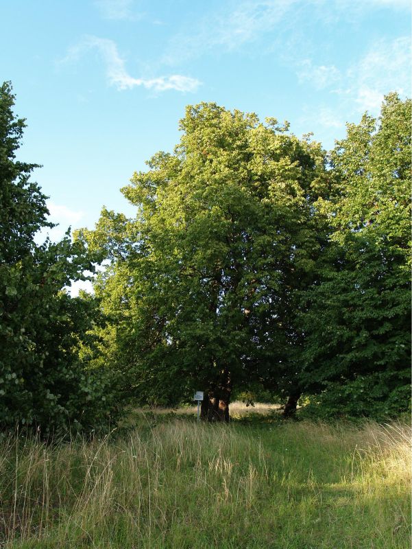 Липы у бывшей мызы Кихну