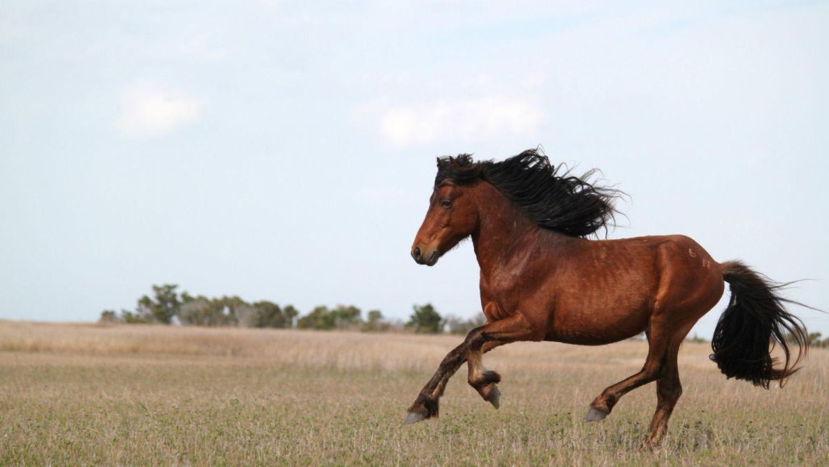 Конюшня Саммули