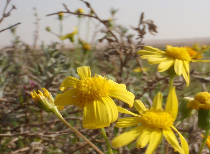 Природный Заповедник Сабах аль-Ахмад