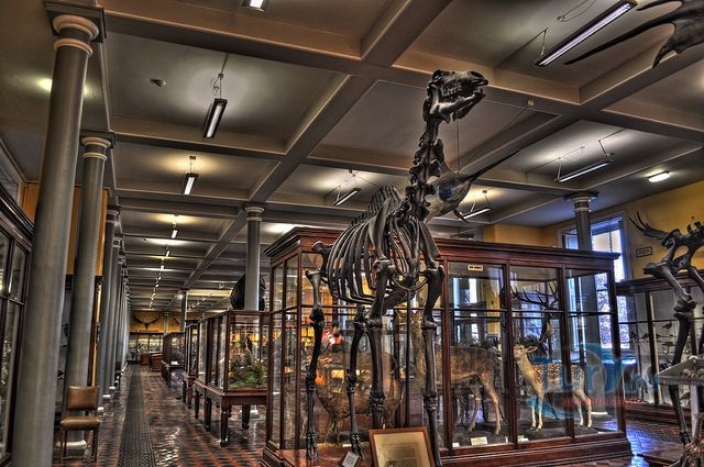 Музей Истории Естествознания