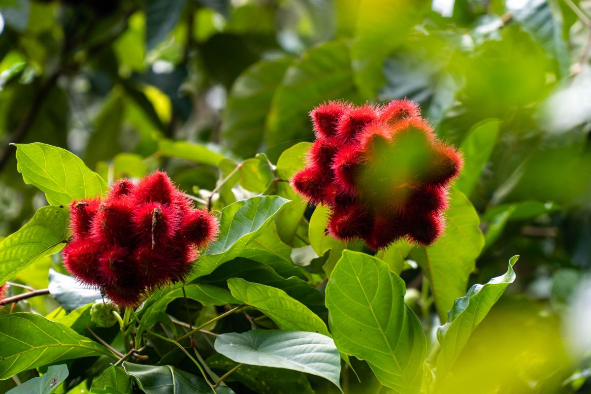 Салази Трейл