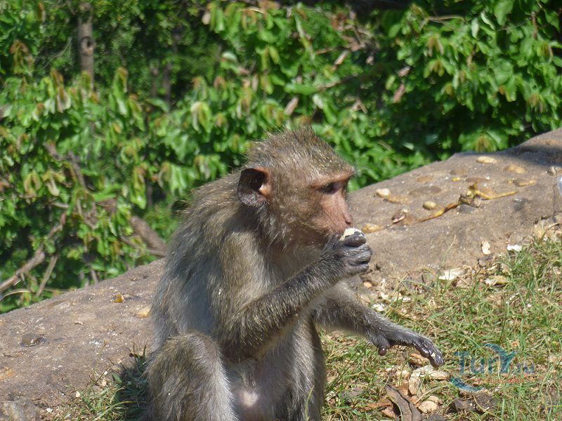 Гора обезьян Кхао Сам Мук