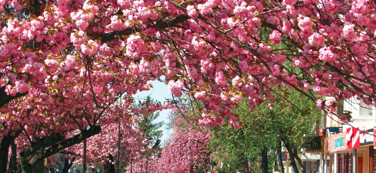 Липовая аллея в Ужгороде
