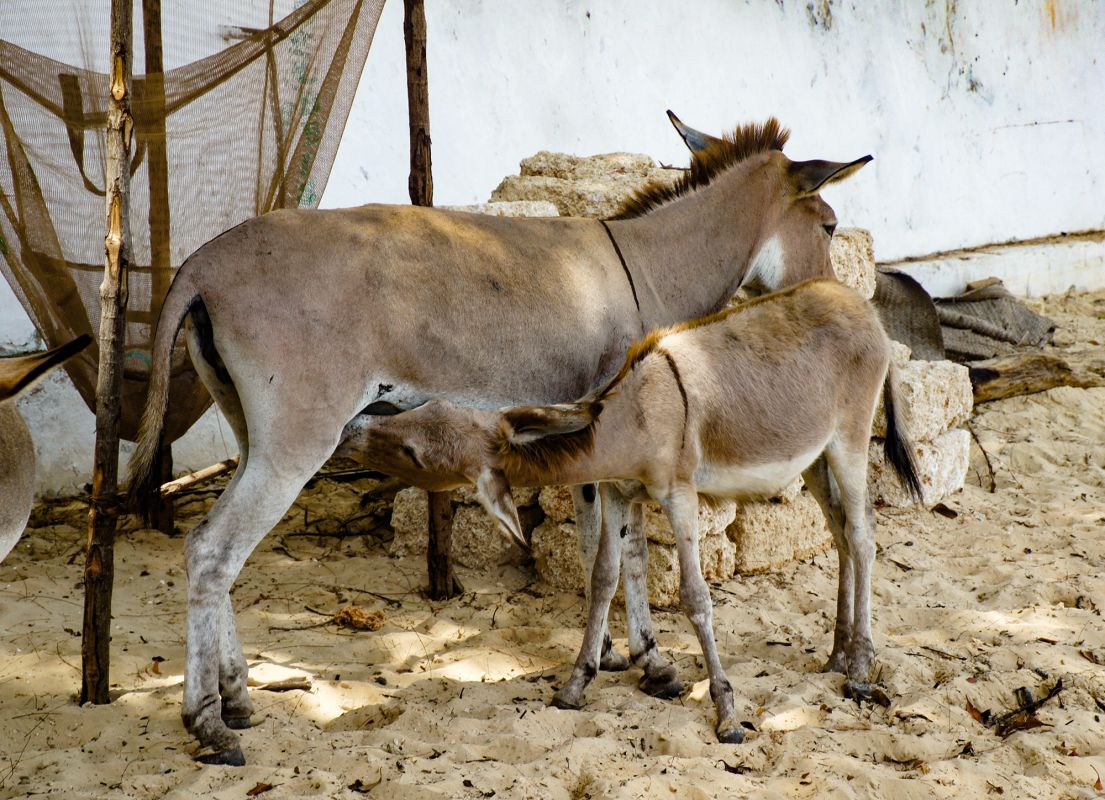 Ослиный заповедник