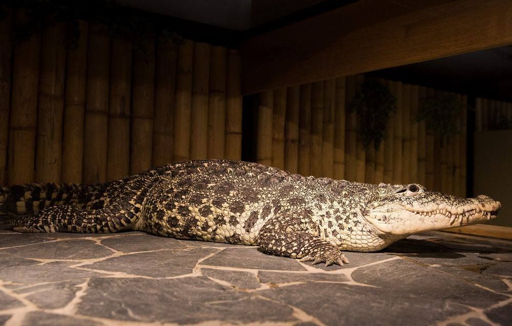 Krokodýlí zoo Praha