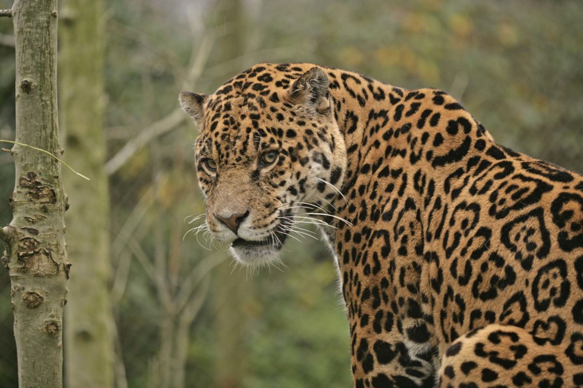 Зоопарк Амазона