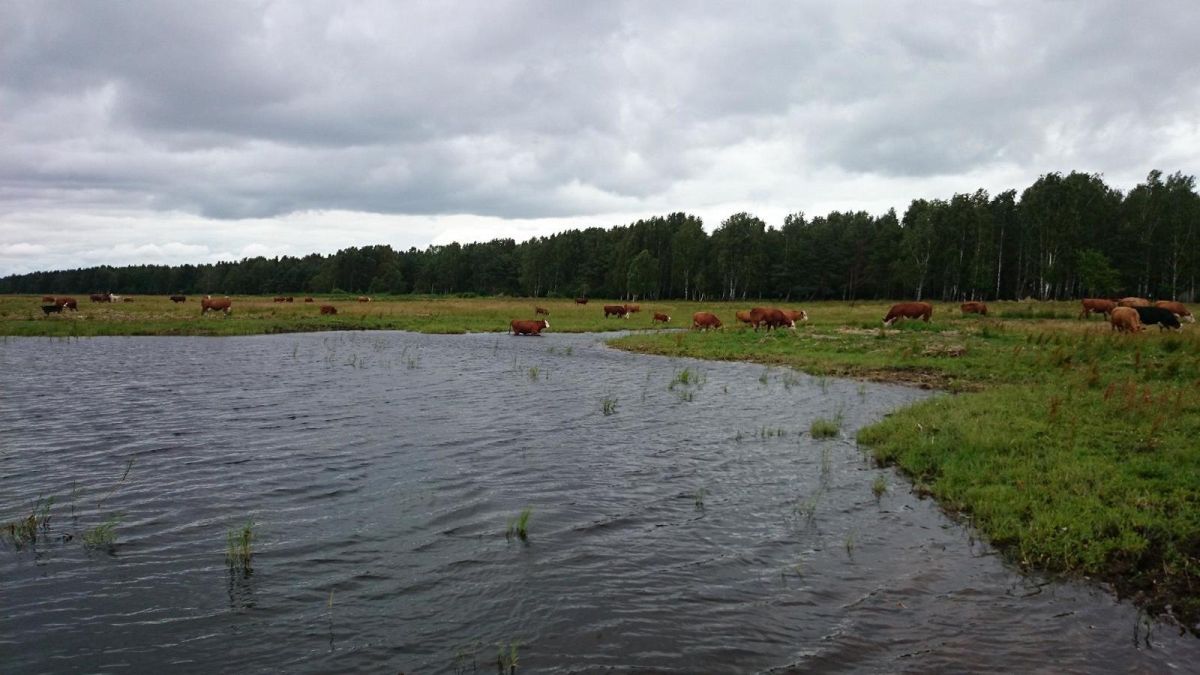 Смотровые вышки и городские коровы пярнуских прибрежных лугов