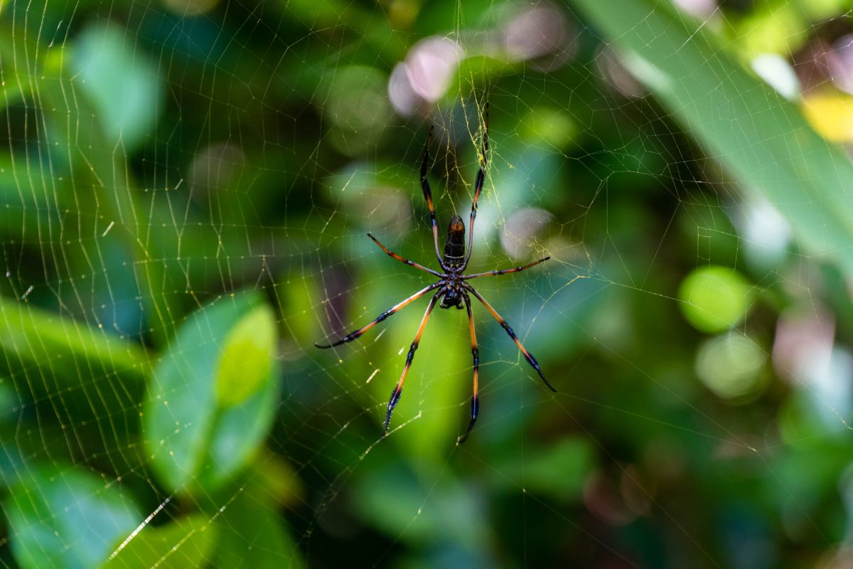 Гласис Ла Резерв Трейл