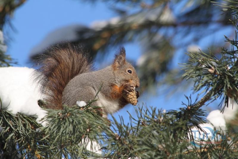 Нижне-Свирский государственный природный заповедник