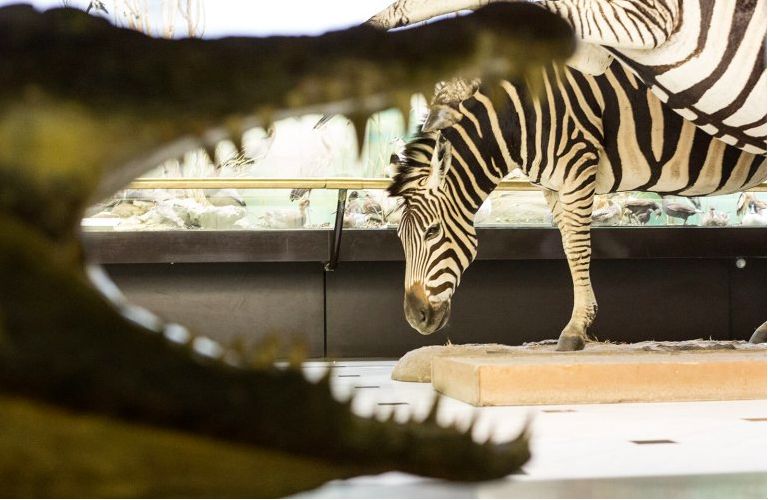 Музей естественной истории Гуландриса