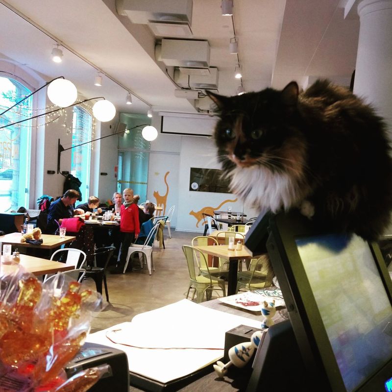 Кошачье кафе Nurri