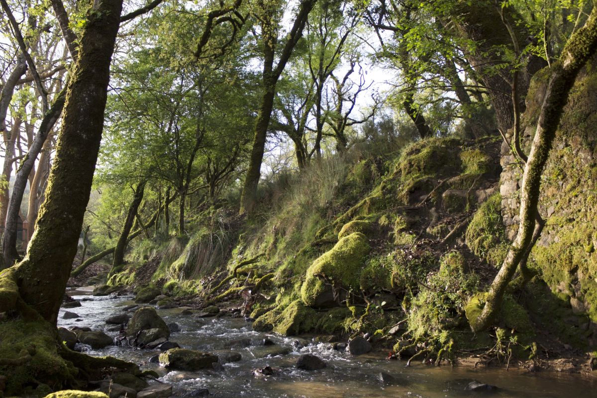 Тапада Насьональ де Мафра (Tapada Nacional de Mafra)