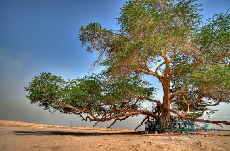 Дерево жизни - Шаджарат-аль-Хайят