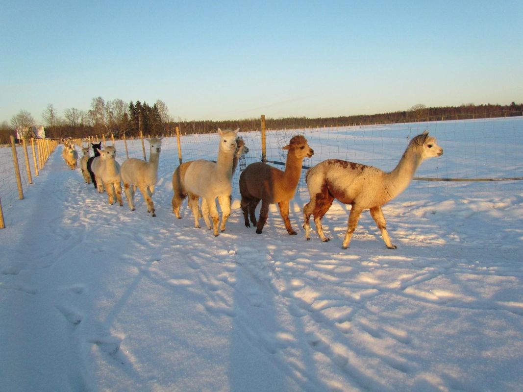 Ферма альпак – крупнейшая в Эстонии ферма по разведению альпак!