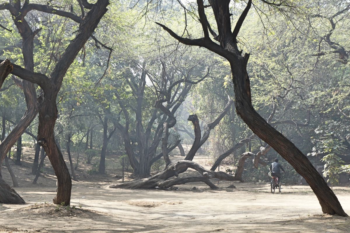 Парк Були Бхатьяри