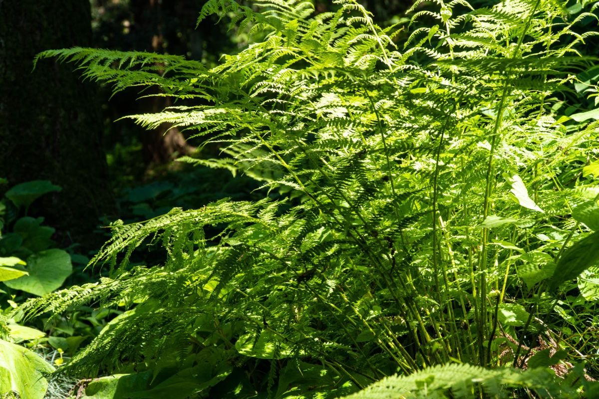 Батумский ботанический сад