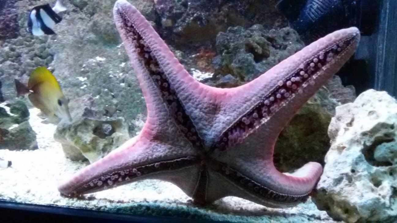 Морской мир