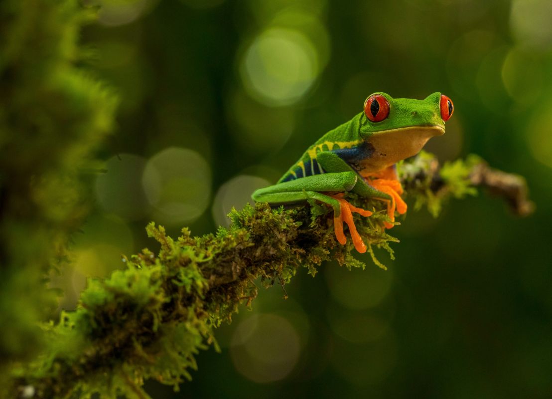 Мшистый лес горы Бринчанг