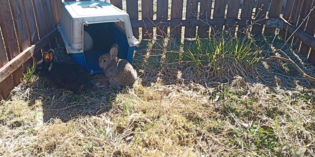 Мини-зоопарк Uhti