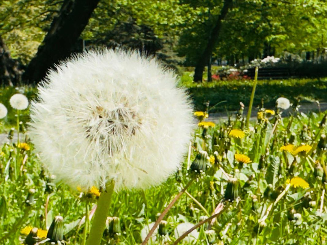 Парк Юлиуша Словацкого