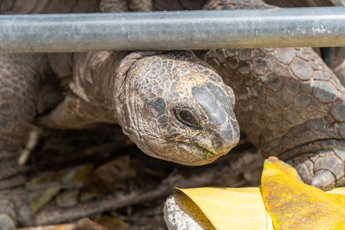 Пляж Анс Такамака