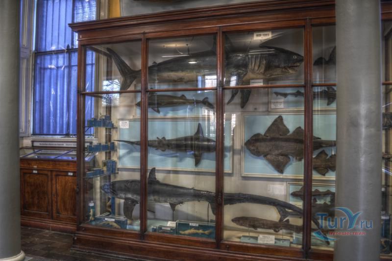 Музей Истории Естествознания