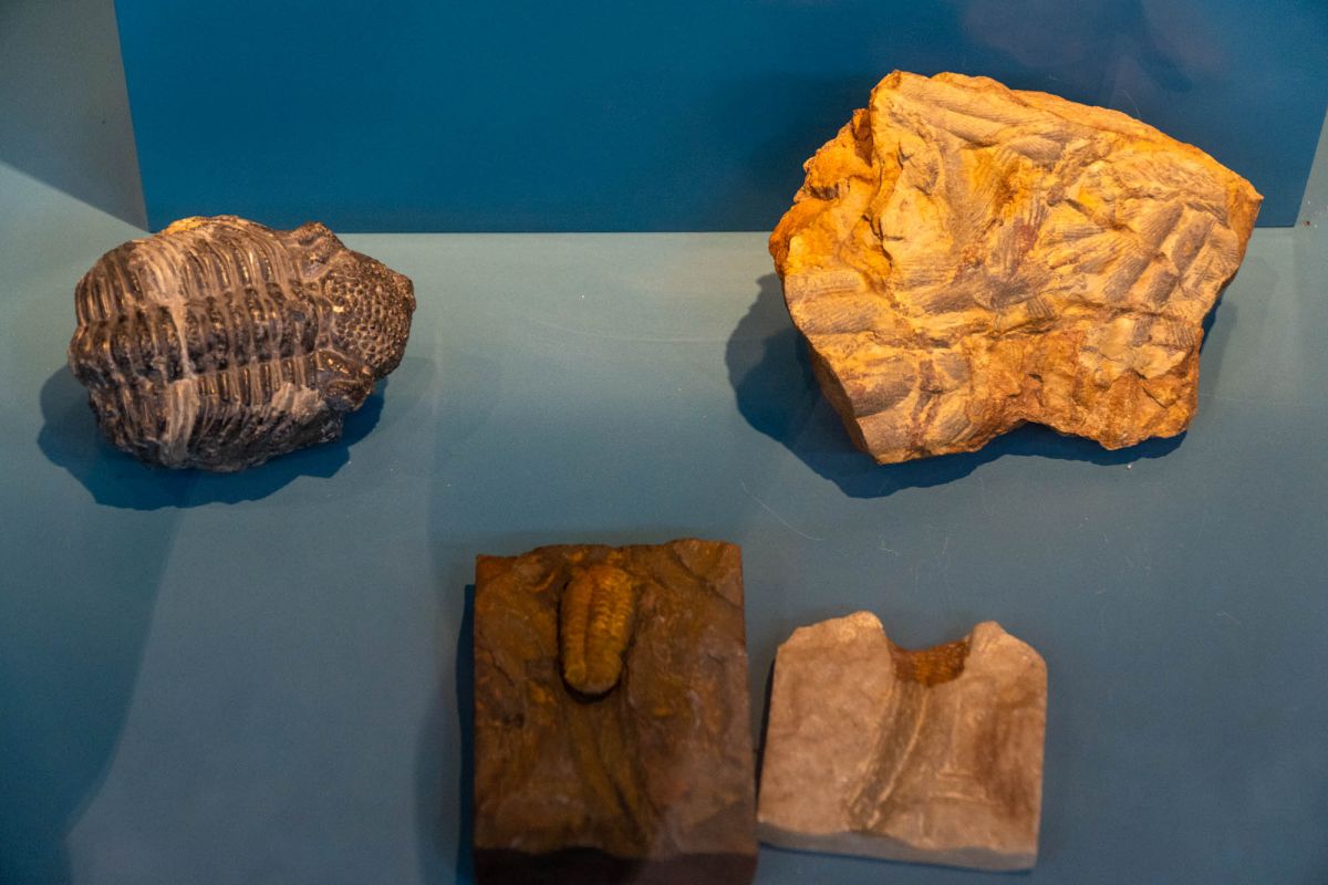 Музей естественных наук