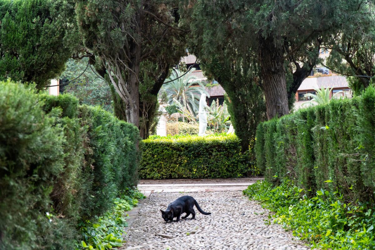 Сады Монфорт