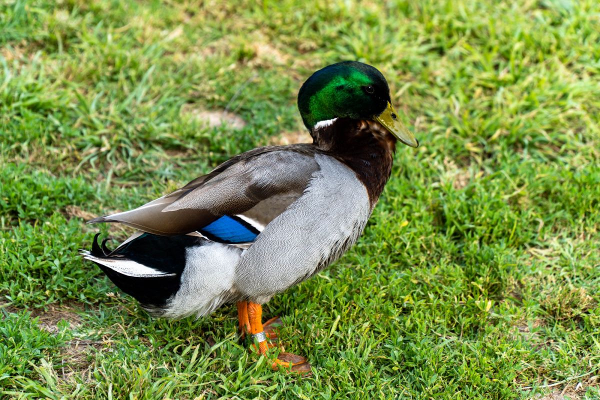 Сады дель Реал / Виверс