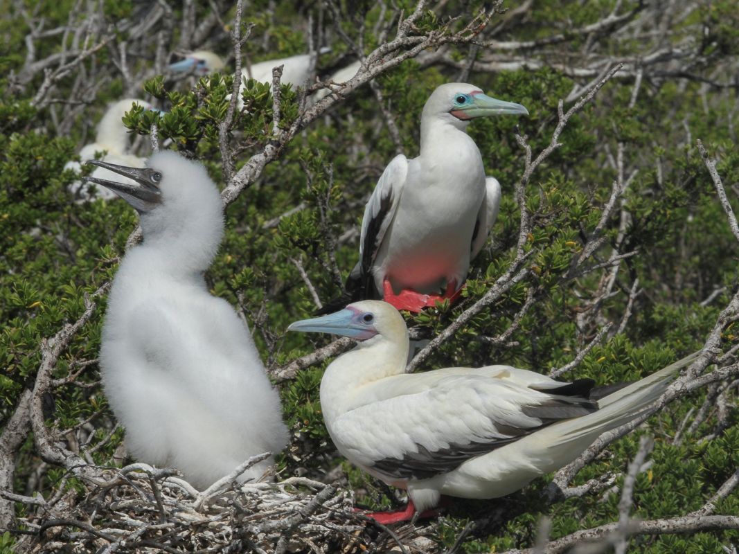 Атолл Фаркуар