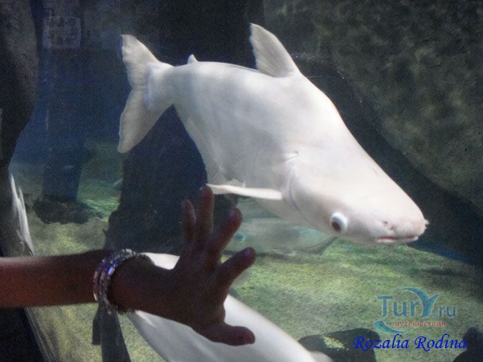 Подводный мир Лангкави