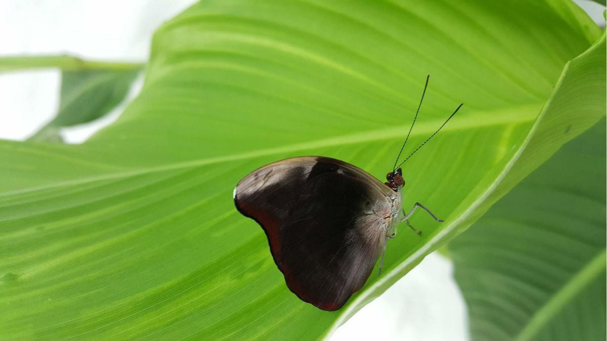 Дом бабочек в Пярнуском уезде