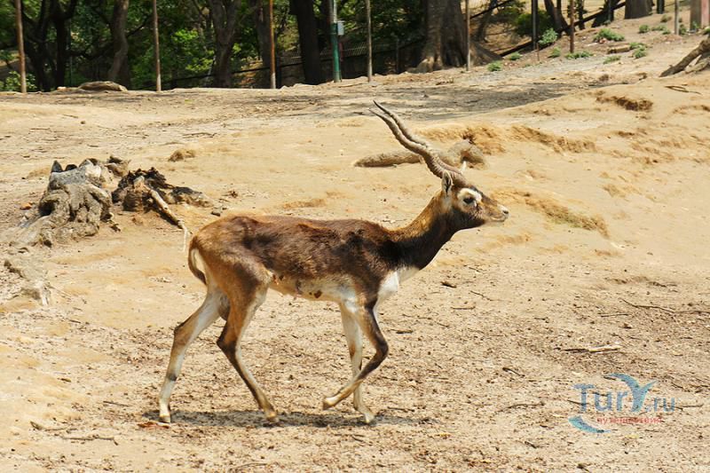 Парк Оленей в Катманду