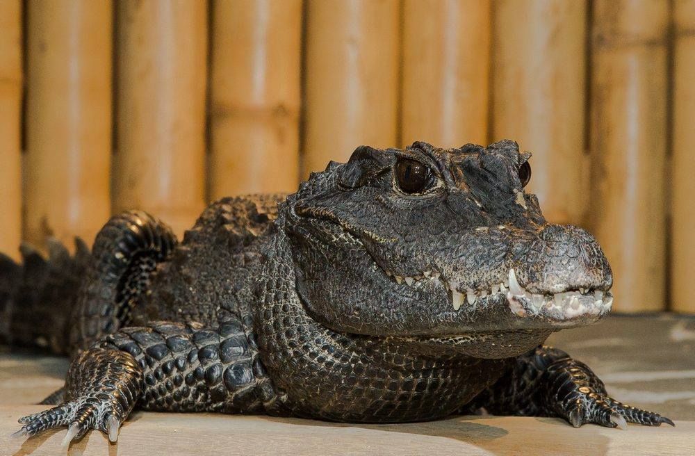 Krokodýlí zoo Praha