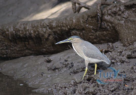 Обработанные водоемы сточных вод Тринсити