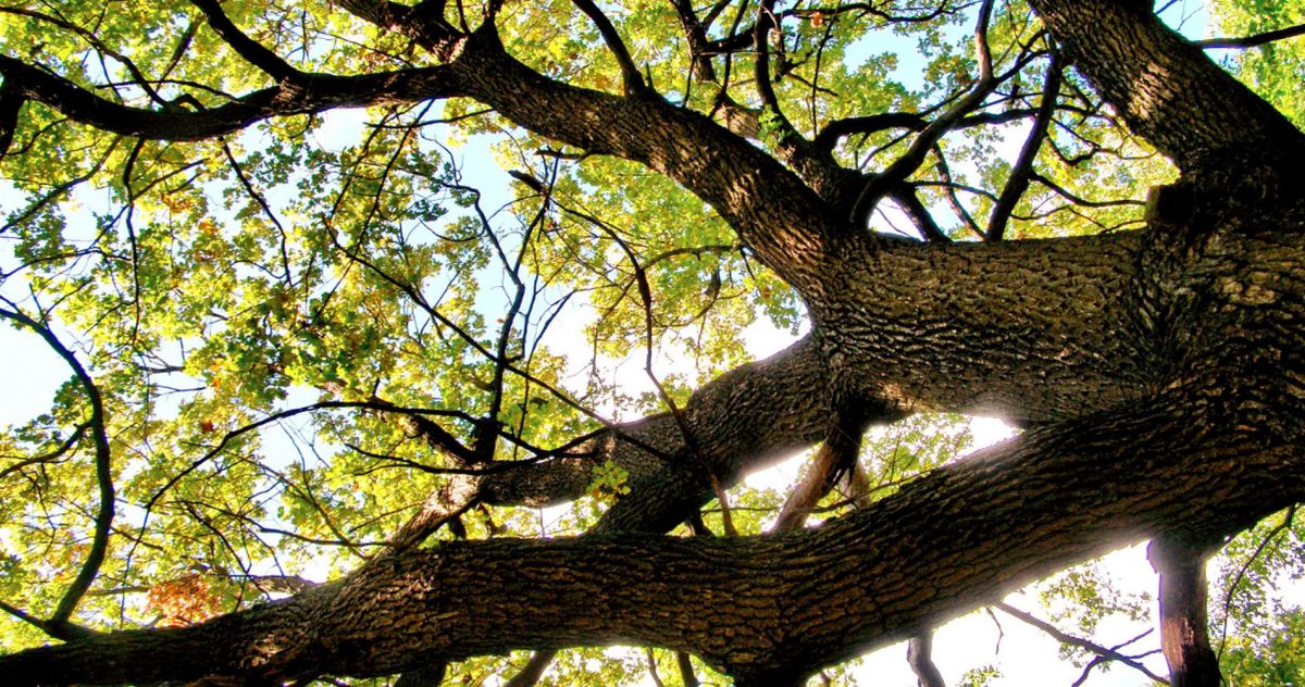 Веретеновский парк