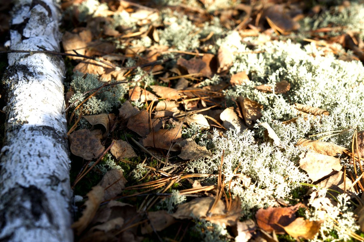 Тетеревский лес