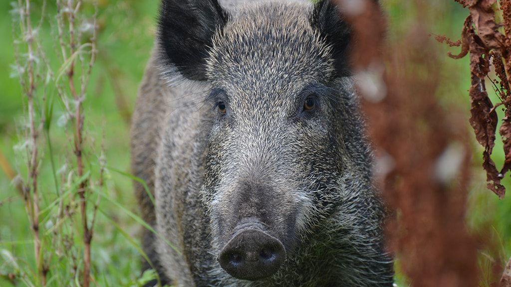 Центр Лилле Вильдмосе