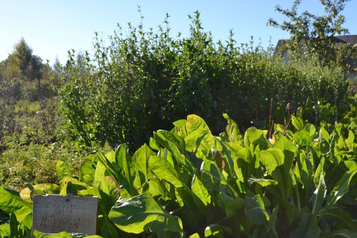 Музей цикория