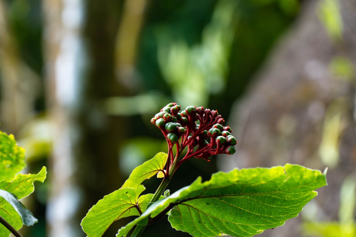 Салази Трейл